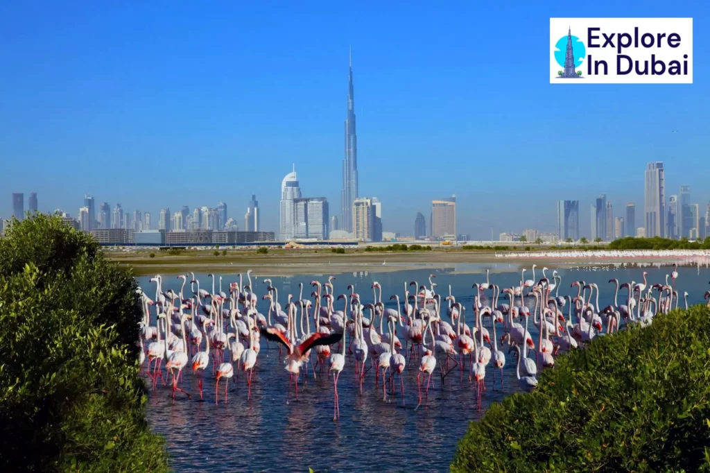 Ras Al Khor Wildlife Sanctuary-Paradise For Bird Lovers